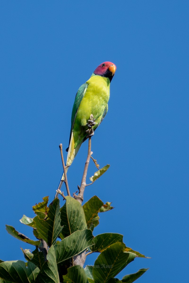 Plum-headed Parakeet - ML645078150