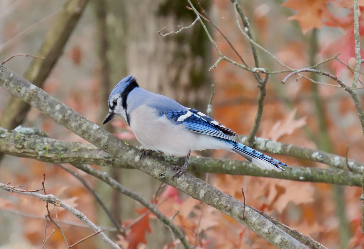 Blue Jay - ML645078161