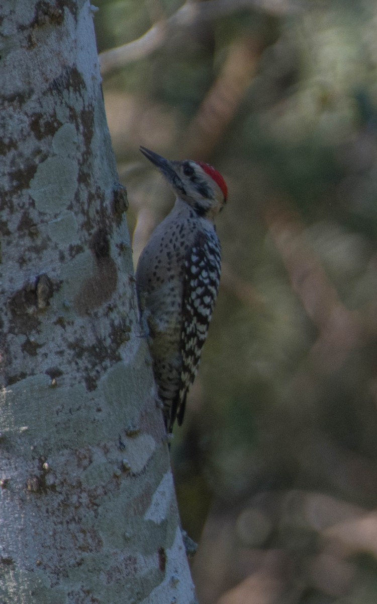 Ladder-backed Woodpecker - ML645078163
