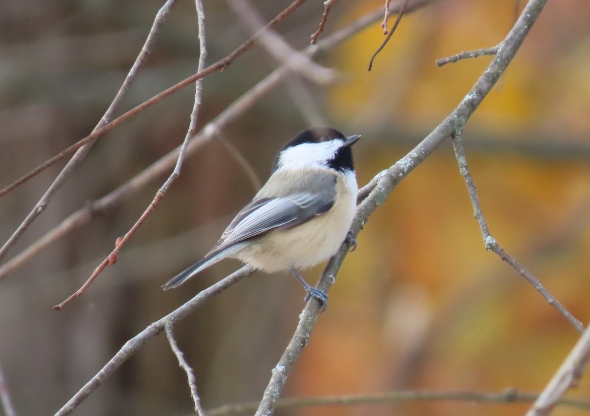 Black-capped Chickadee - ML645078167