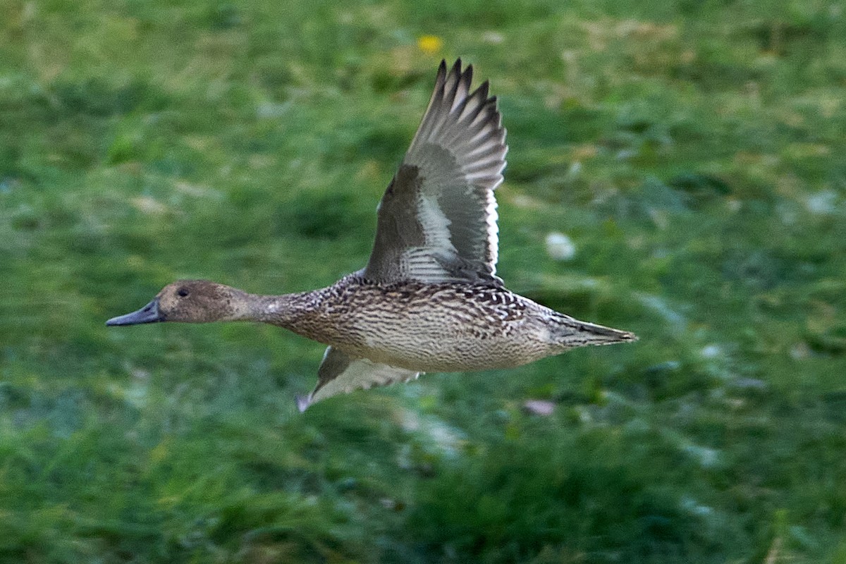 Northern Pintail - ML645078184