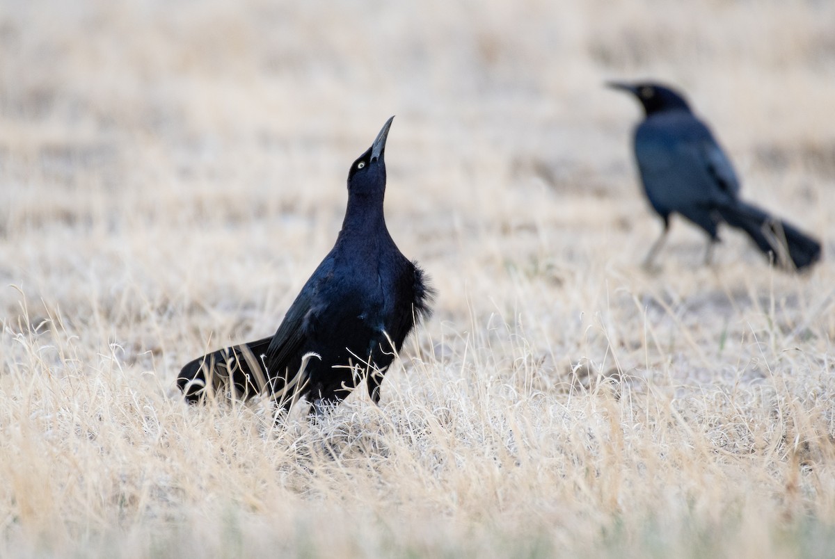 Great-tailed Grackle - ML645078193