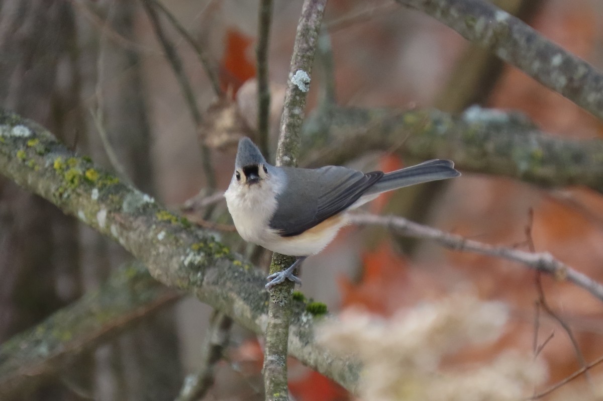 Tufted Titmouse - ML645078204