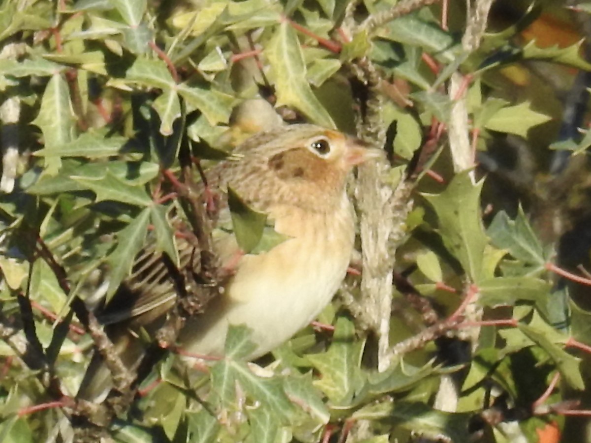 Grasshopper Sparrow - ML645078212