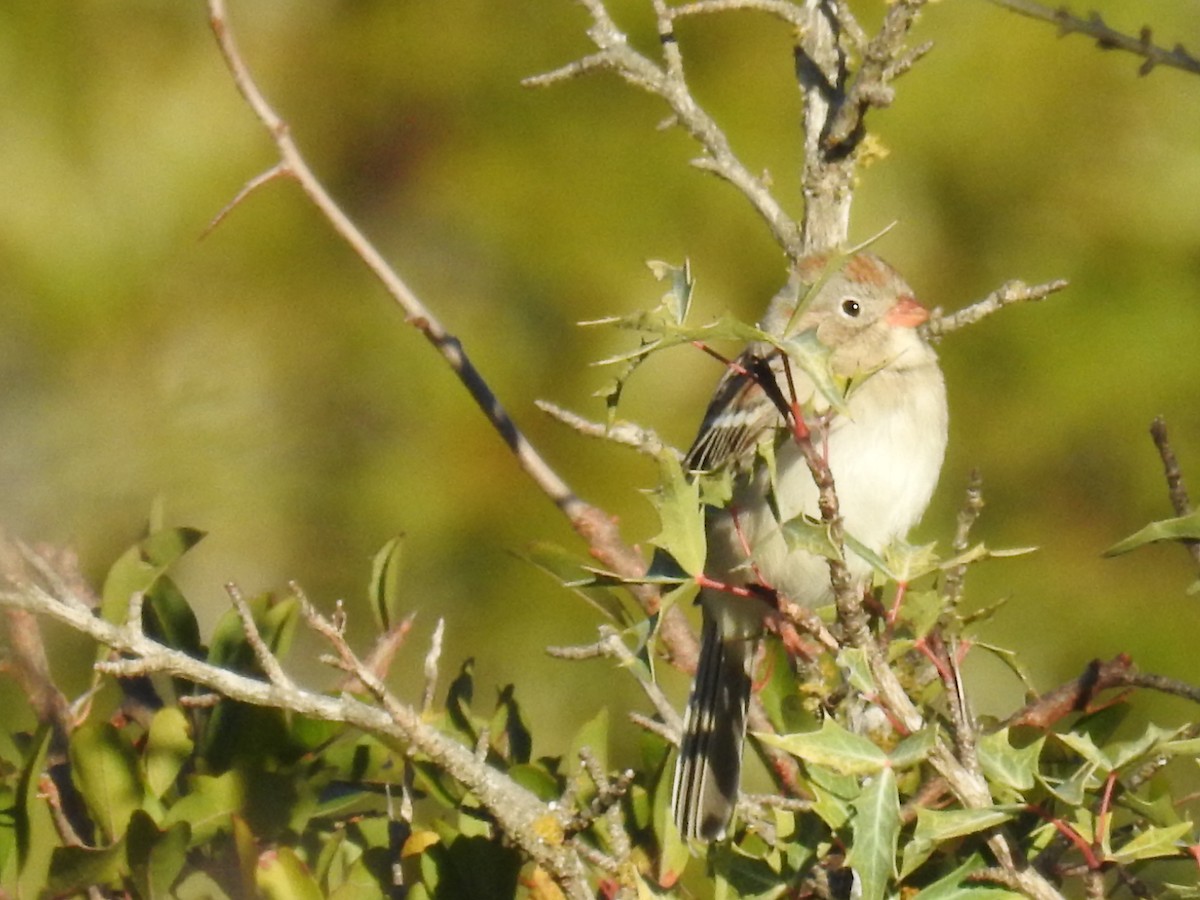 Field Sparrow - ML645078230
