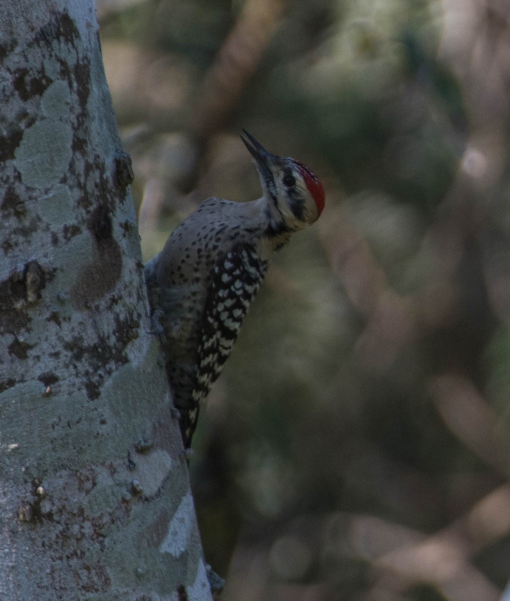 Ladder-backed Woodpecker - ML645078234