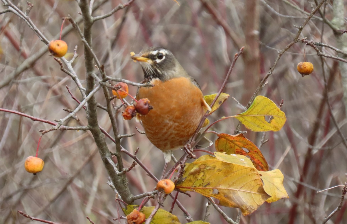 American Robin - ML645078243