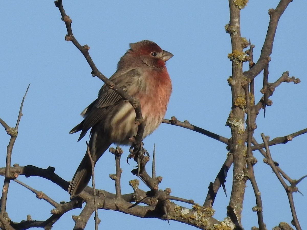 hýl rudoprsý - ML645078248