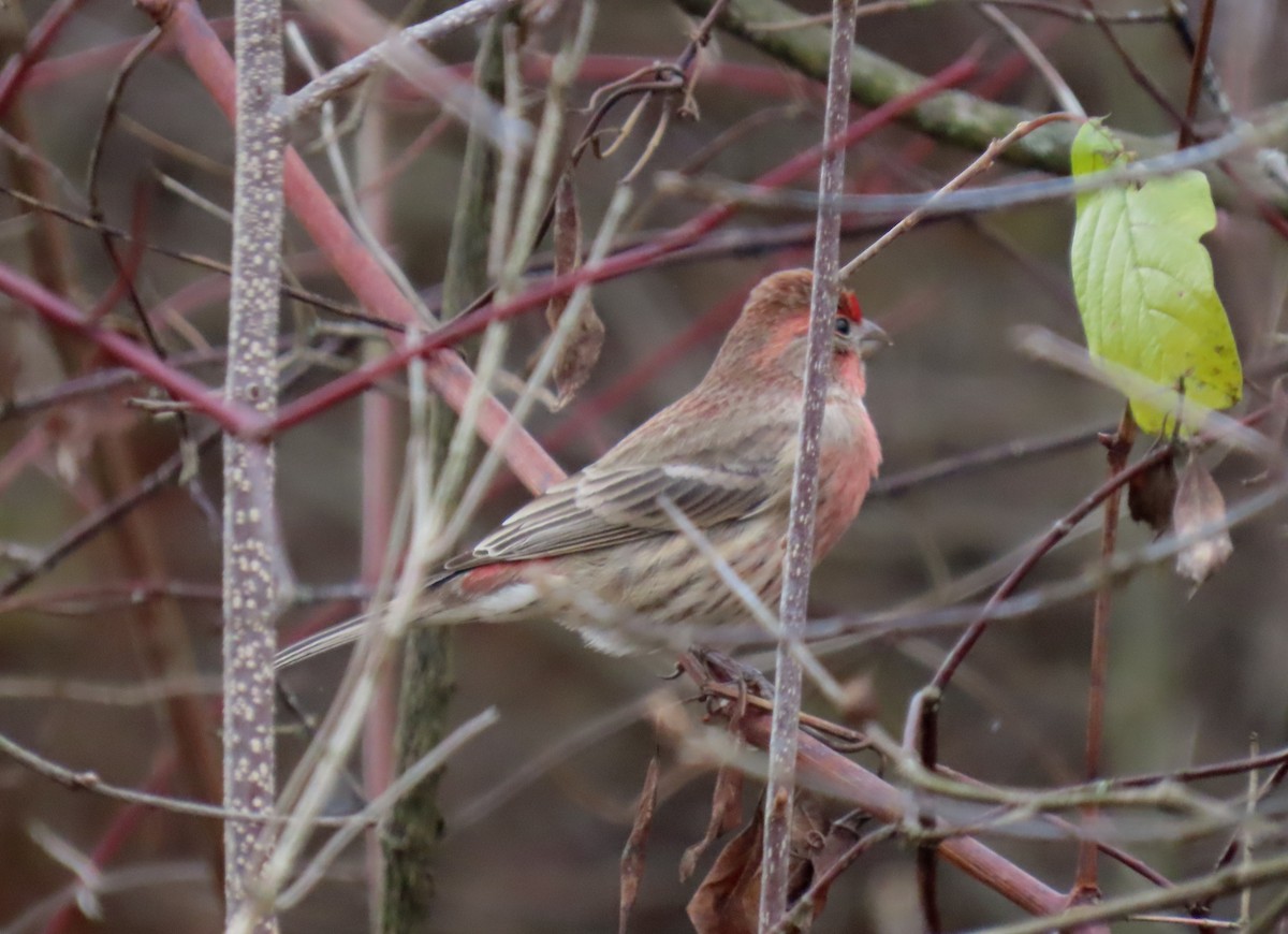 House Finch - ML645078249