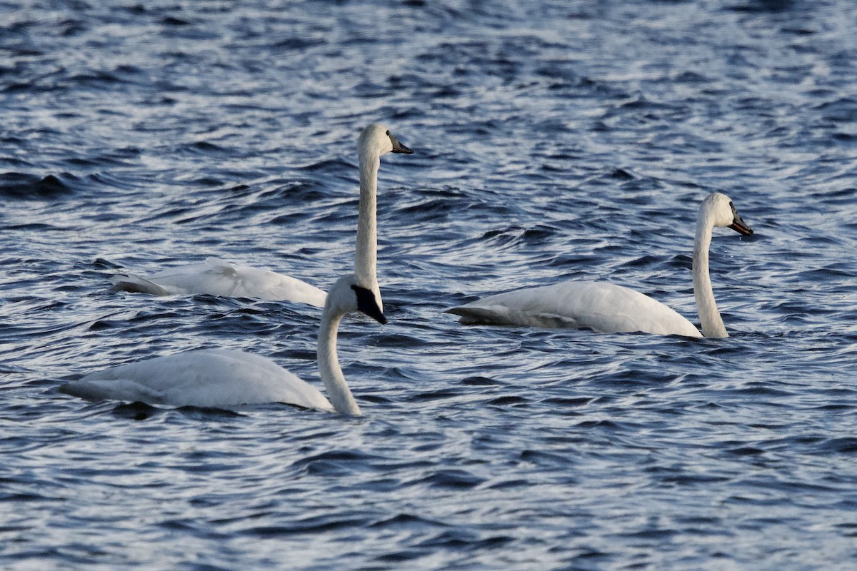 Trumpeter Swan - ML645078250