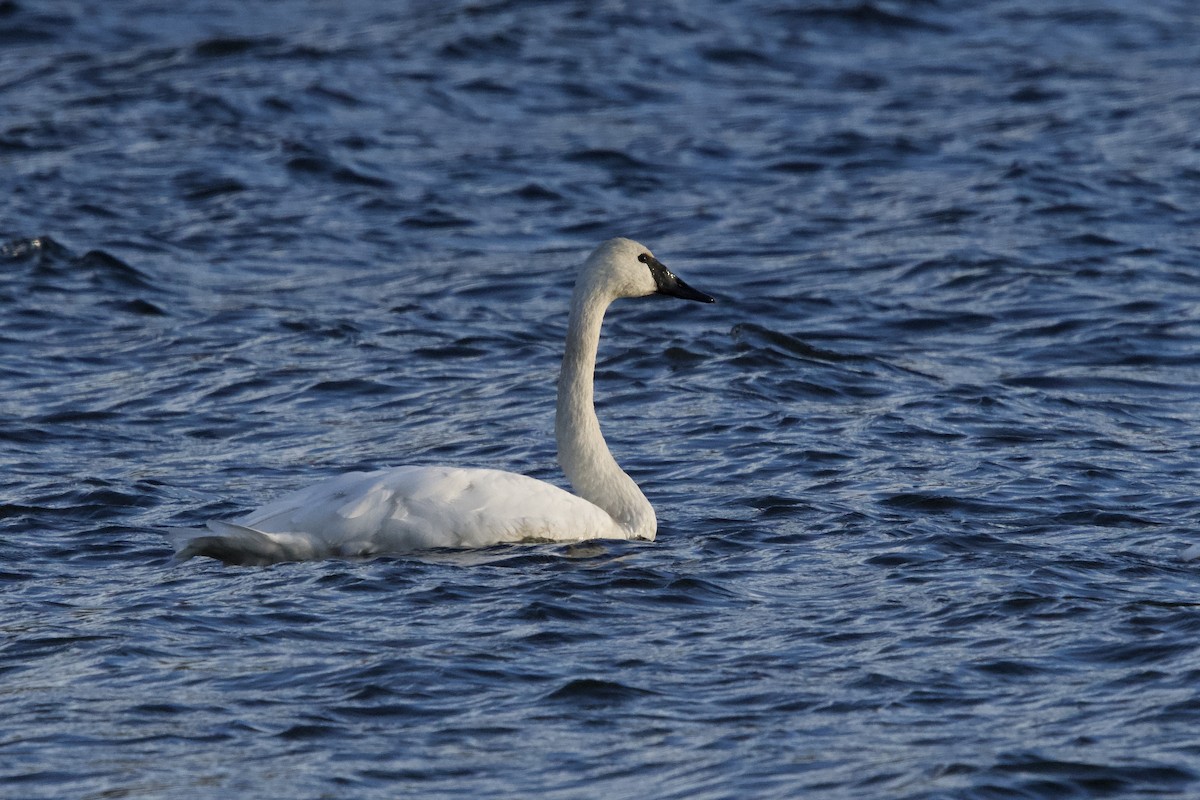 Trumpeter Swan - ML645078251