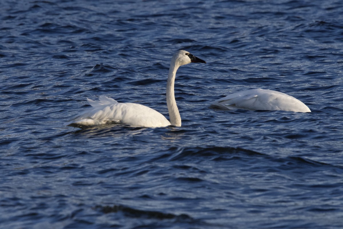 Trumpeter Swan - ML645078252