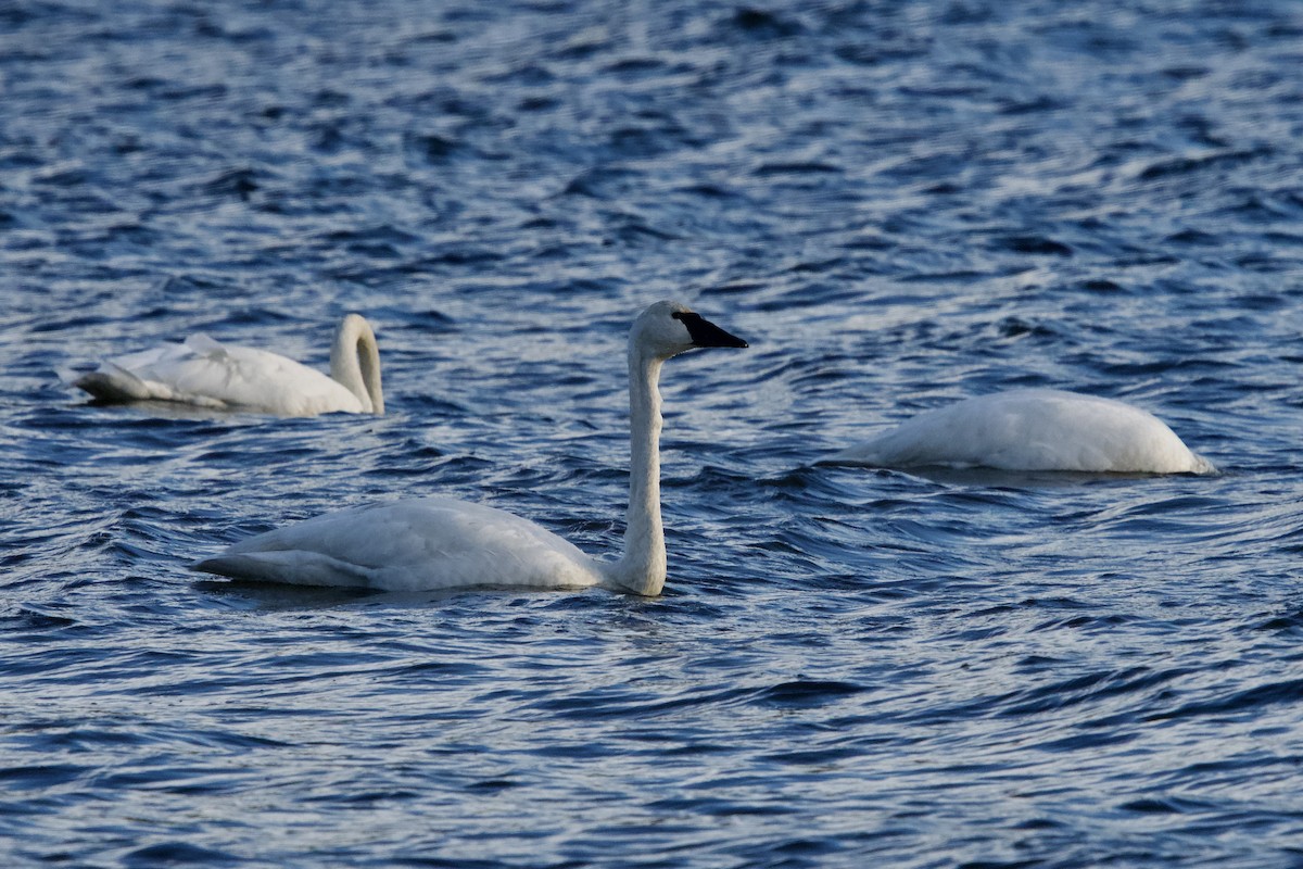 Trumpeter Swan - ML645078254