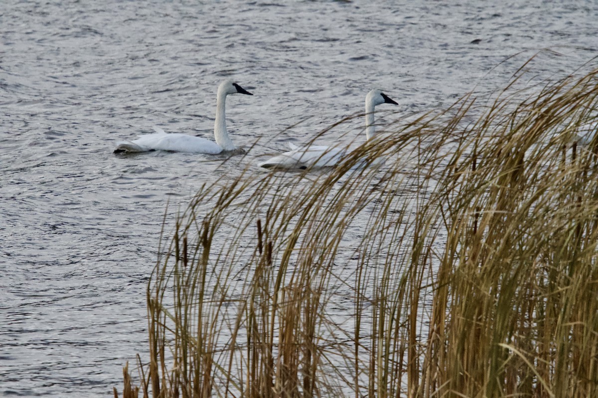 Trumpeter Swan - ML645078255