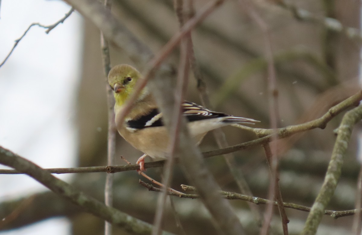 American Goldfinch - ML645078259