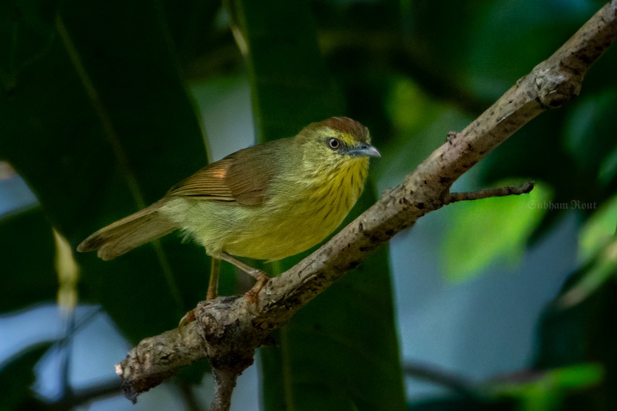 Pin-striped Tit-Babbler - ML645078271