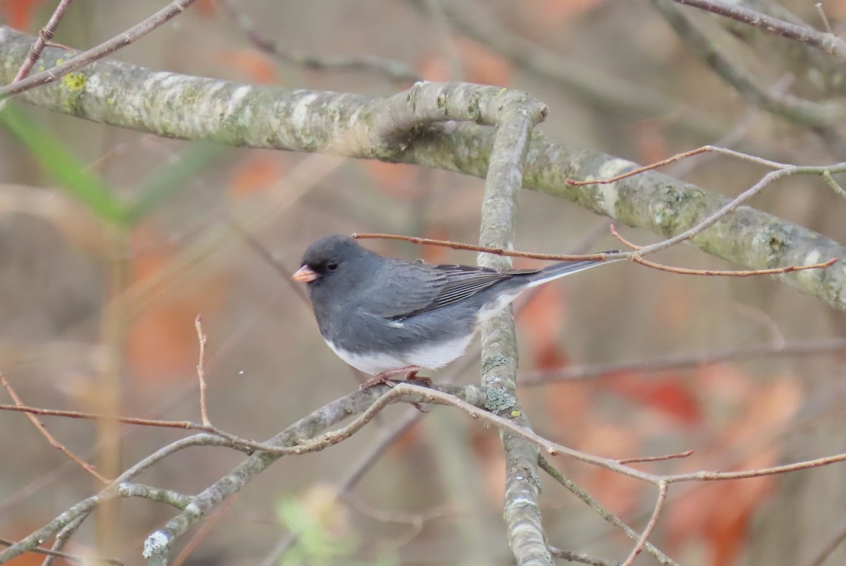 Dark-eyed Junco - ML645078278