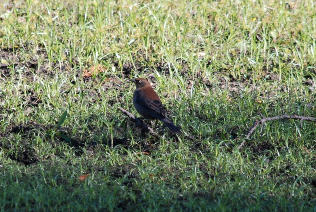 Rusty Blackbird - ML645078279