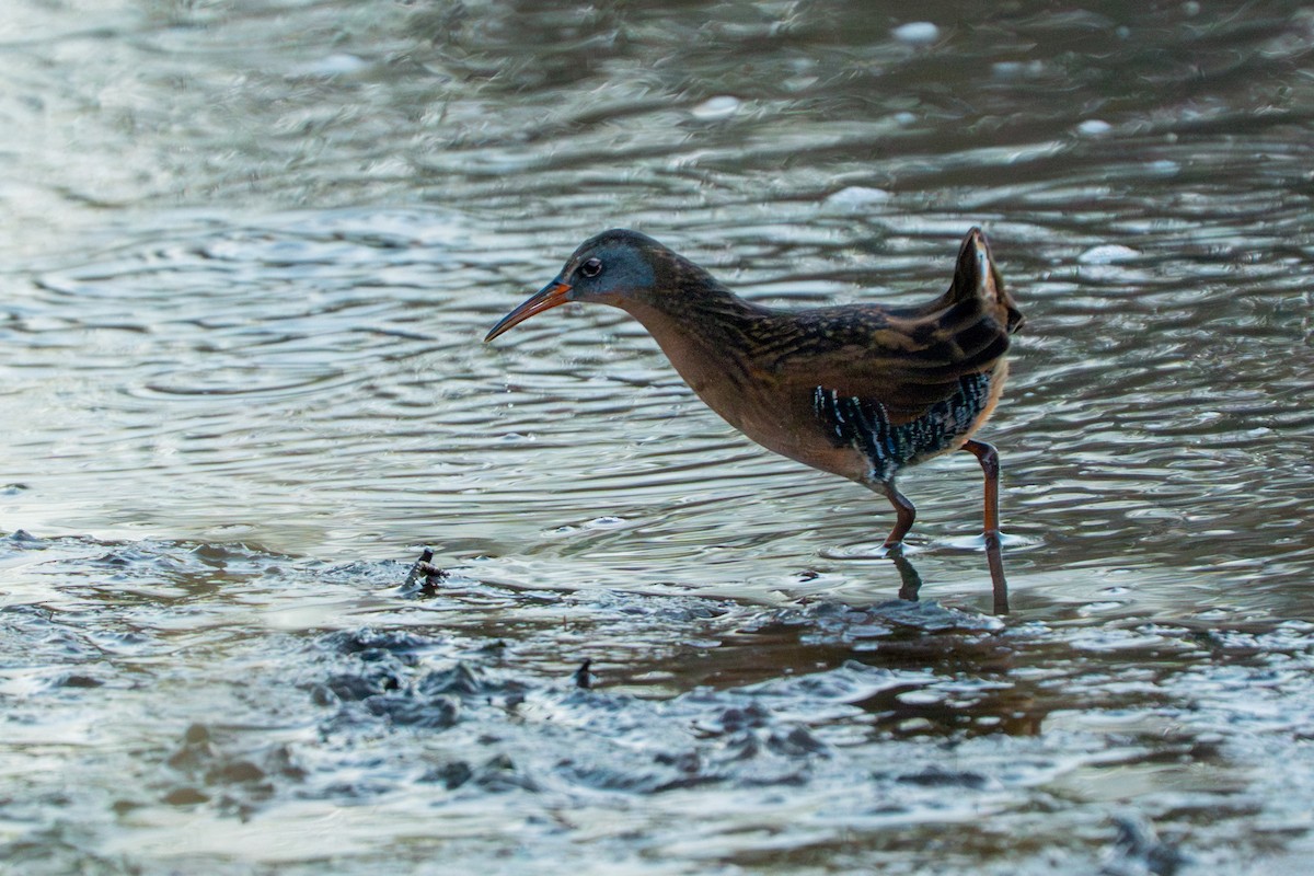Пастушок віргінський - ML645078282