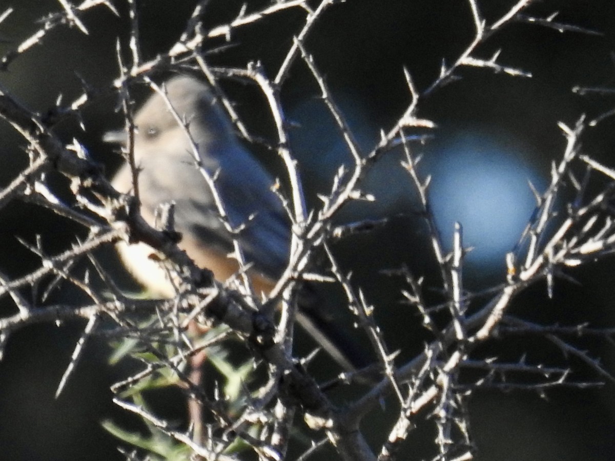 Say's Phoebe - ML645078297