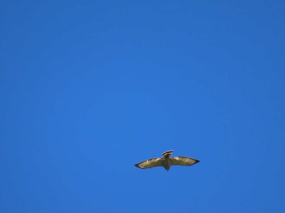 káně širokokřídlá - ML645078329