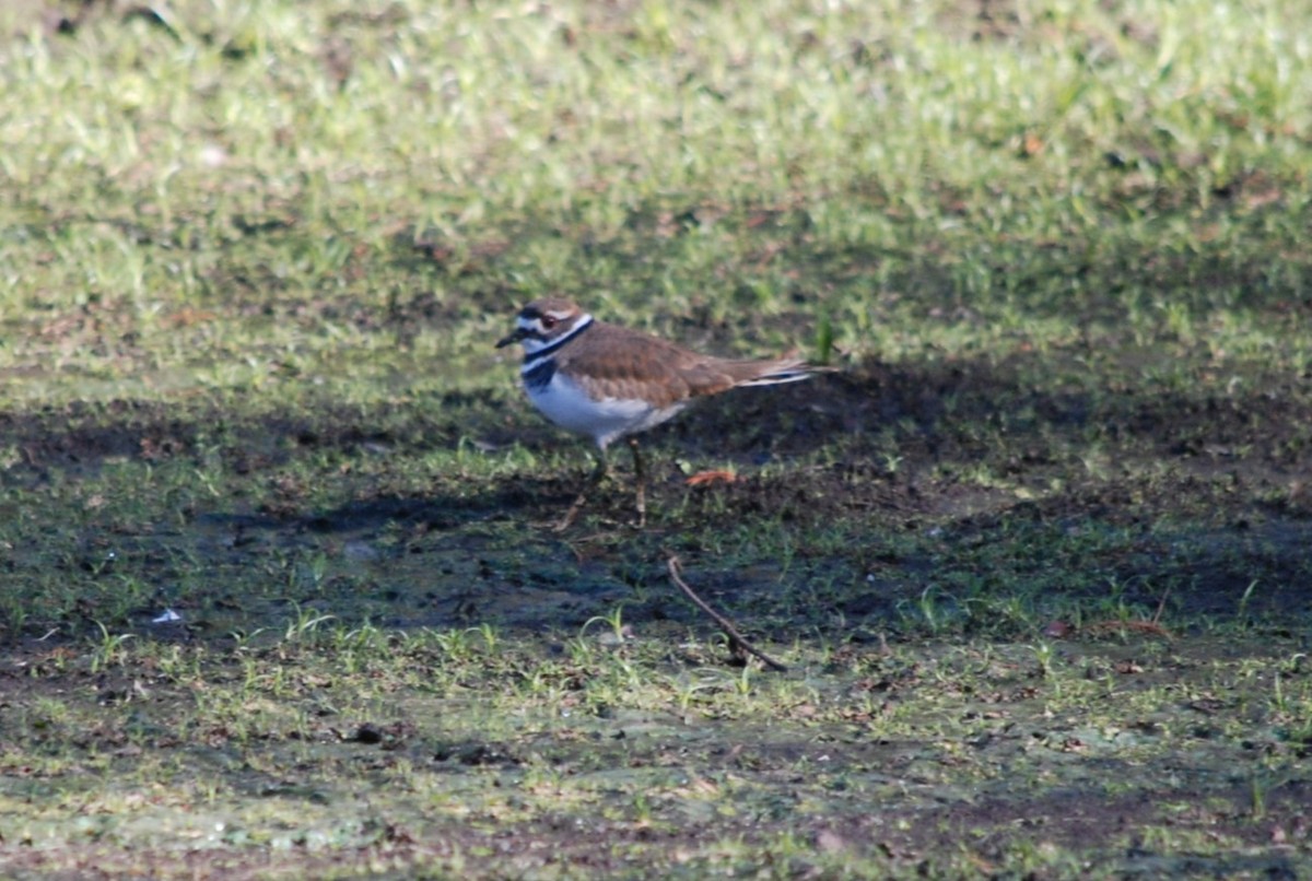 Killdeer - ML645078345