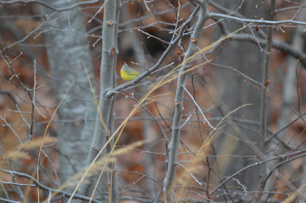 Nashville Warbler - ML645078360