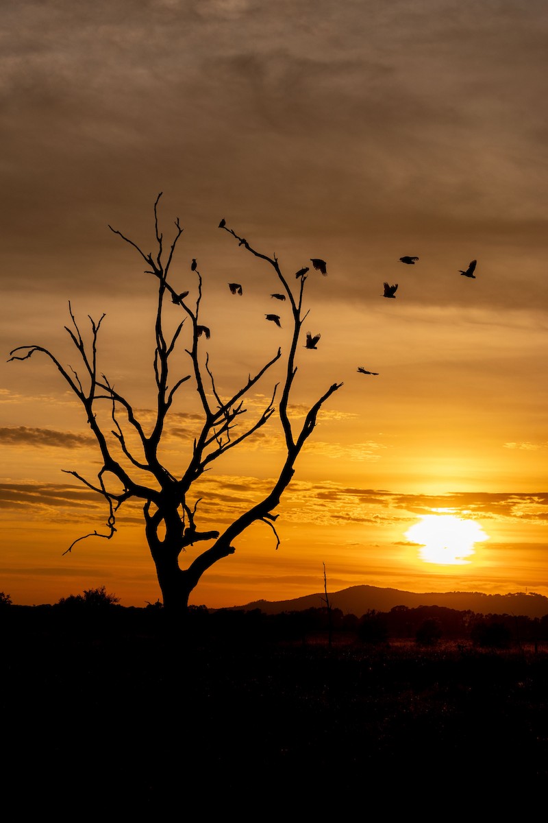 Sulphur-crested Cockatoo - ML645078363