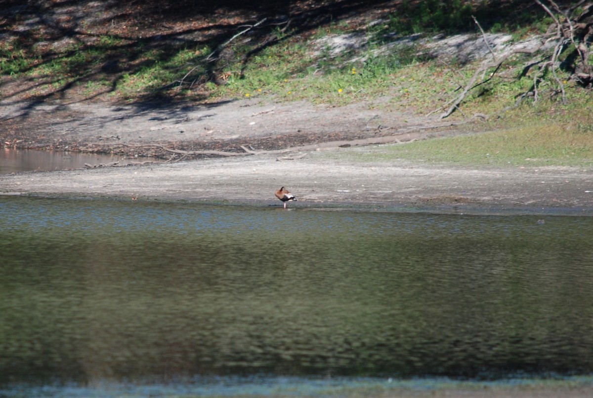 Black-bellied Whistling-Duck - ML645078379