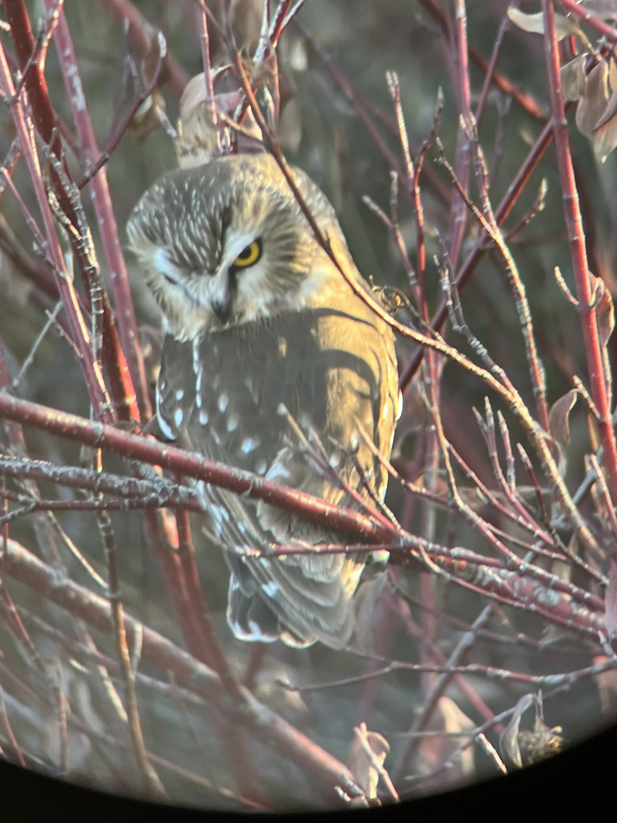 Northern Saw-whet Owl - ML645078384