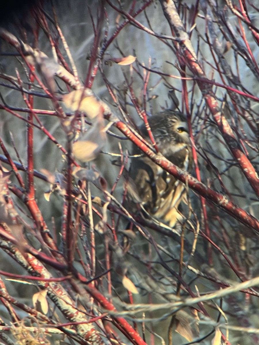 Northern Saw-whet Owl - ML645078385