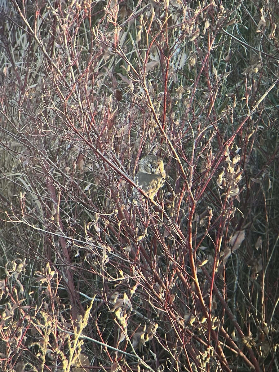 Northern Saw-whet Owl - ML645078386