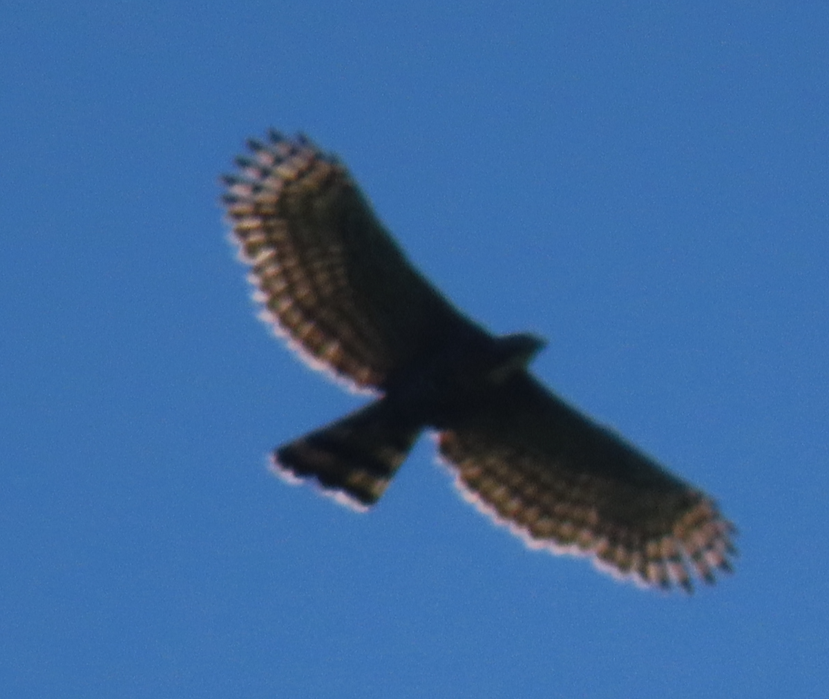 アカエリクマタカ - ML645078402