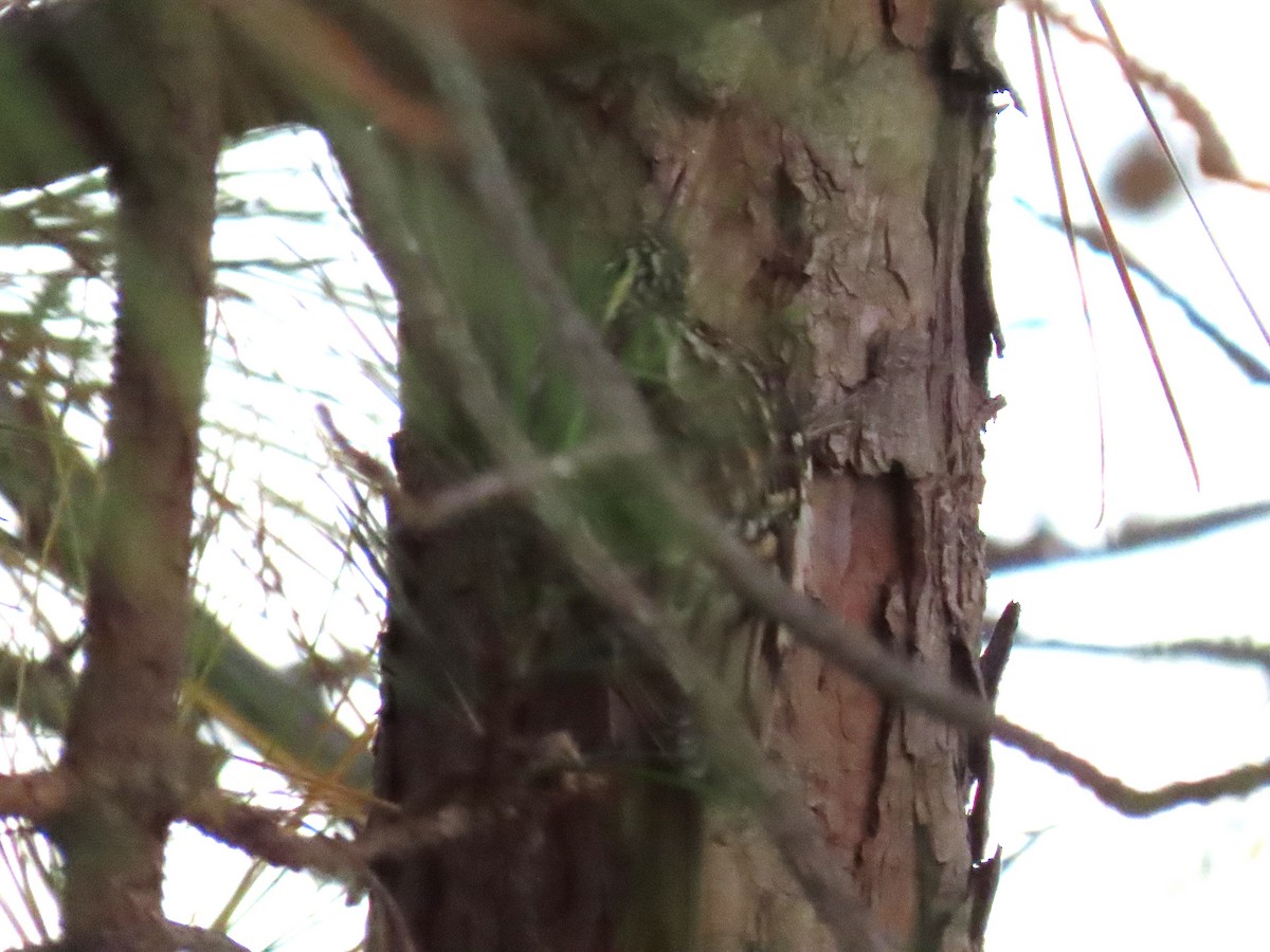 Brown Creeper - ML645078413