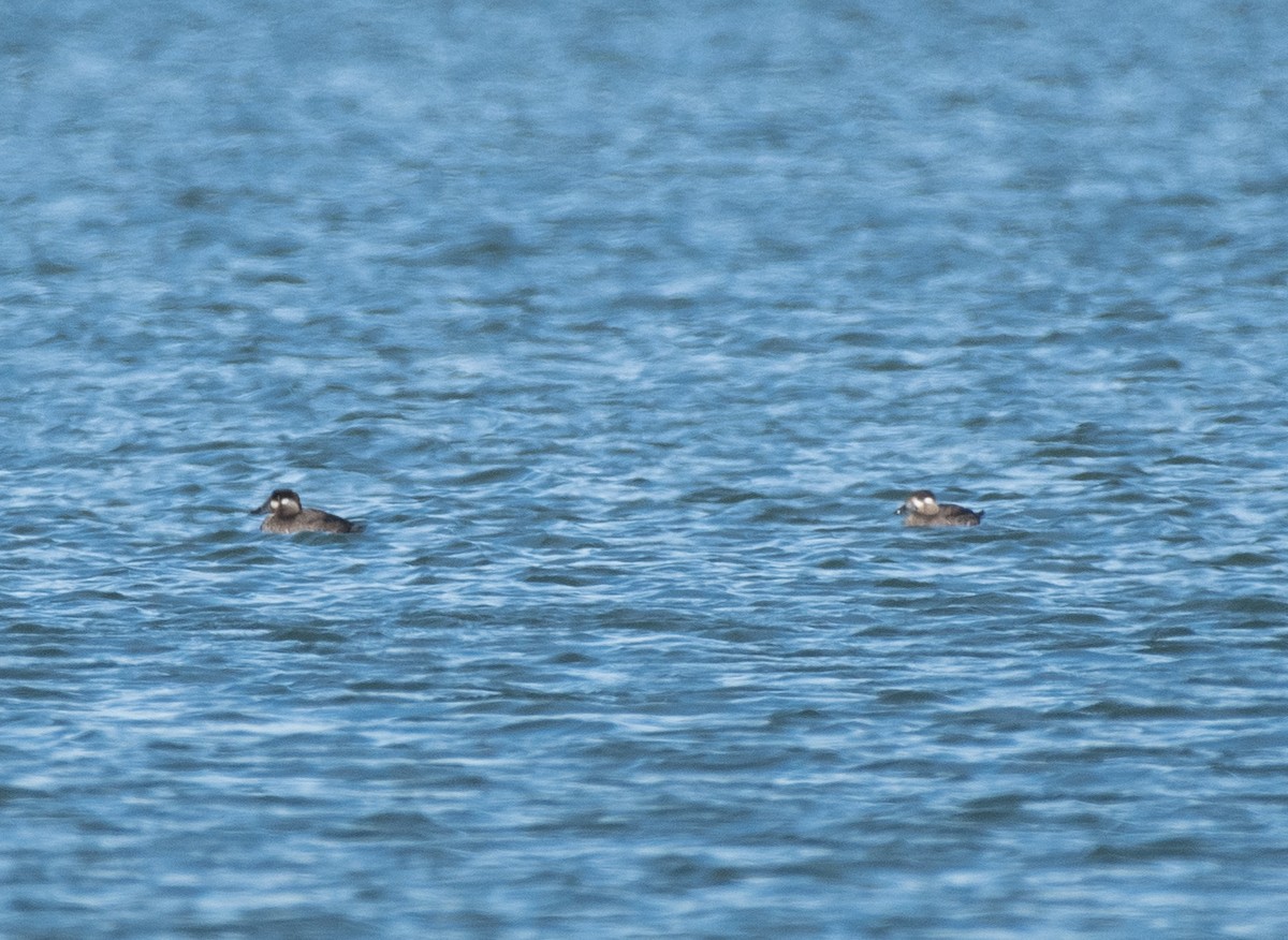 turpan pestrozobý - ML645078417