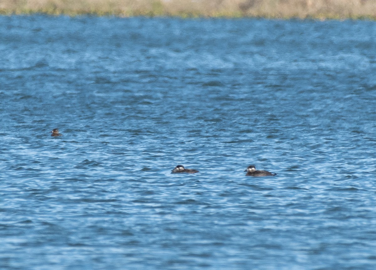 turpan pestrozobý - ML645078419