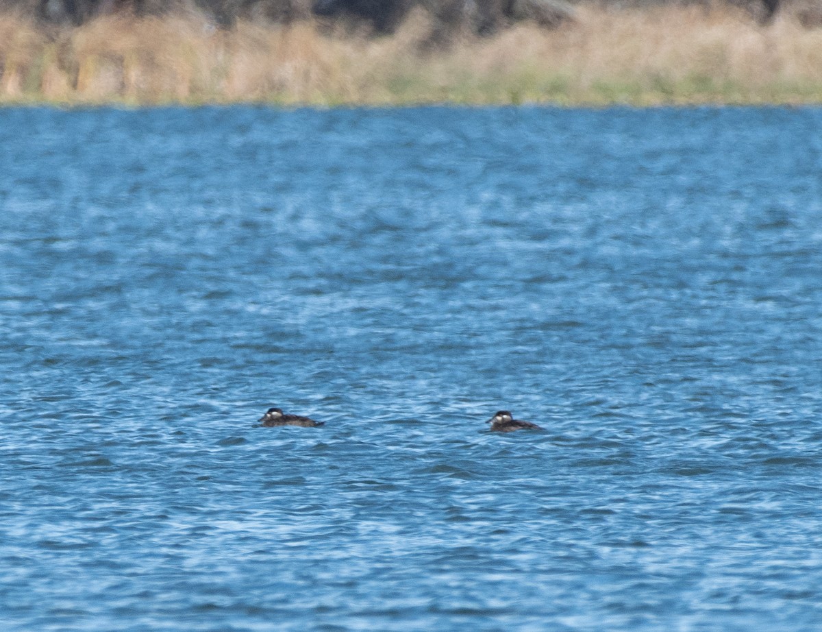 turpan pestrozobý - ML645078421