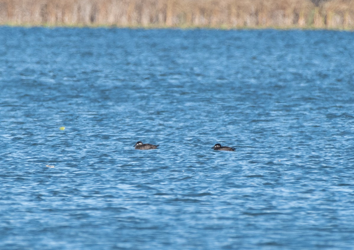 turpan pestrozobý - ML645078422