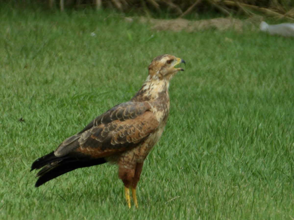 kanelvåk - ML645078426