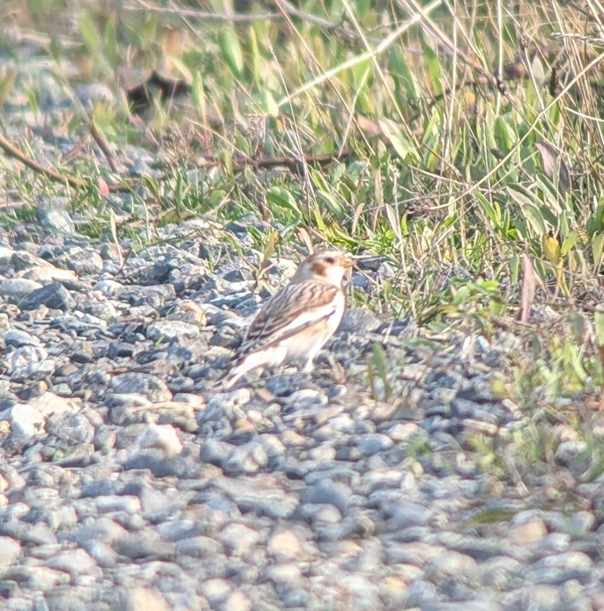 Snow Bunting - ML645078427