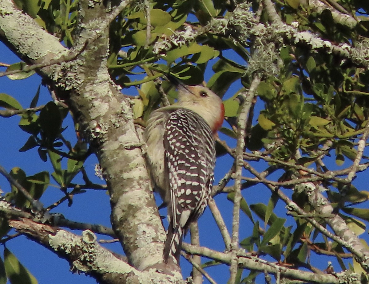 Red-bellied Woodpecker - ML645078439