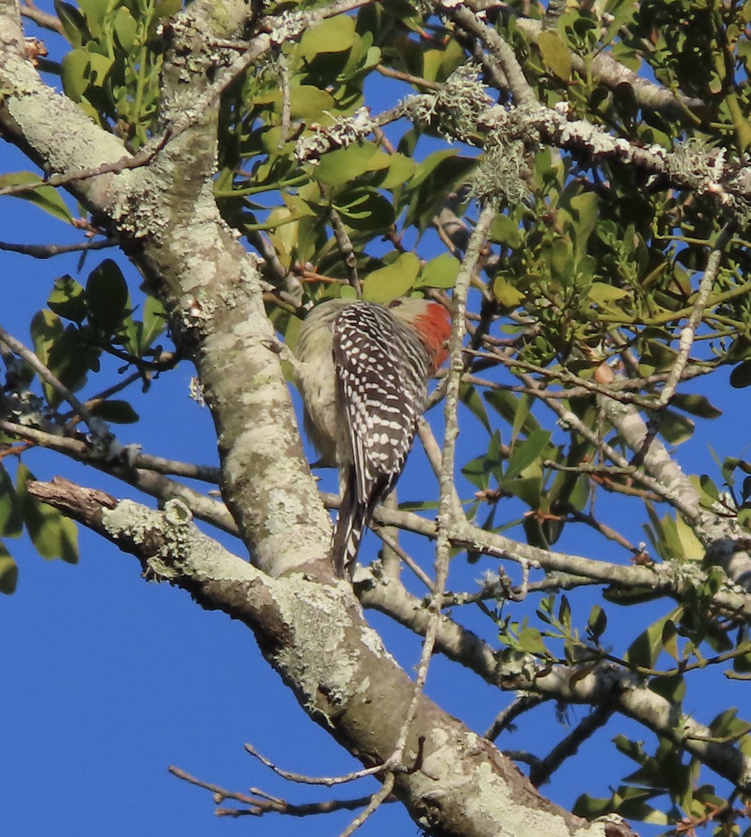 Red-bellied Woodpecker - ML645078440