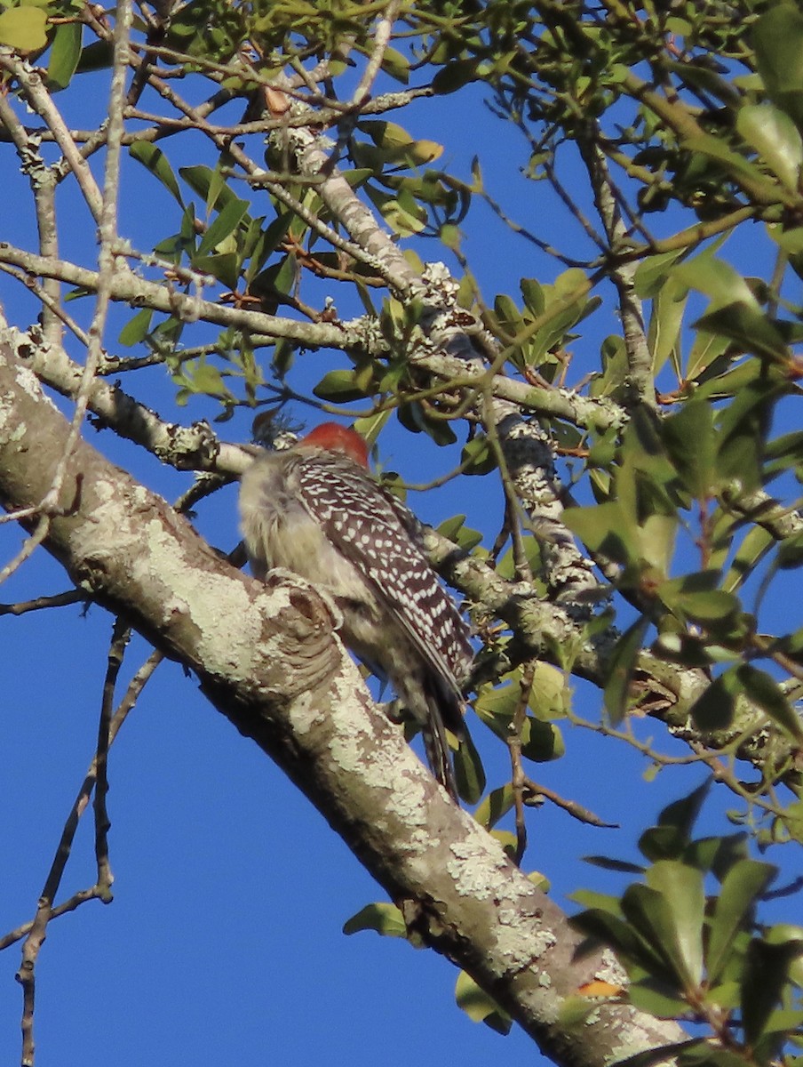 Red-bellied Woodpecker - ML645078441