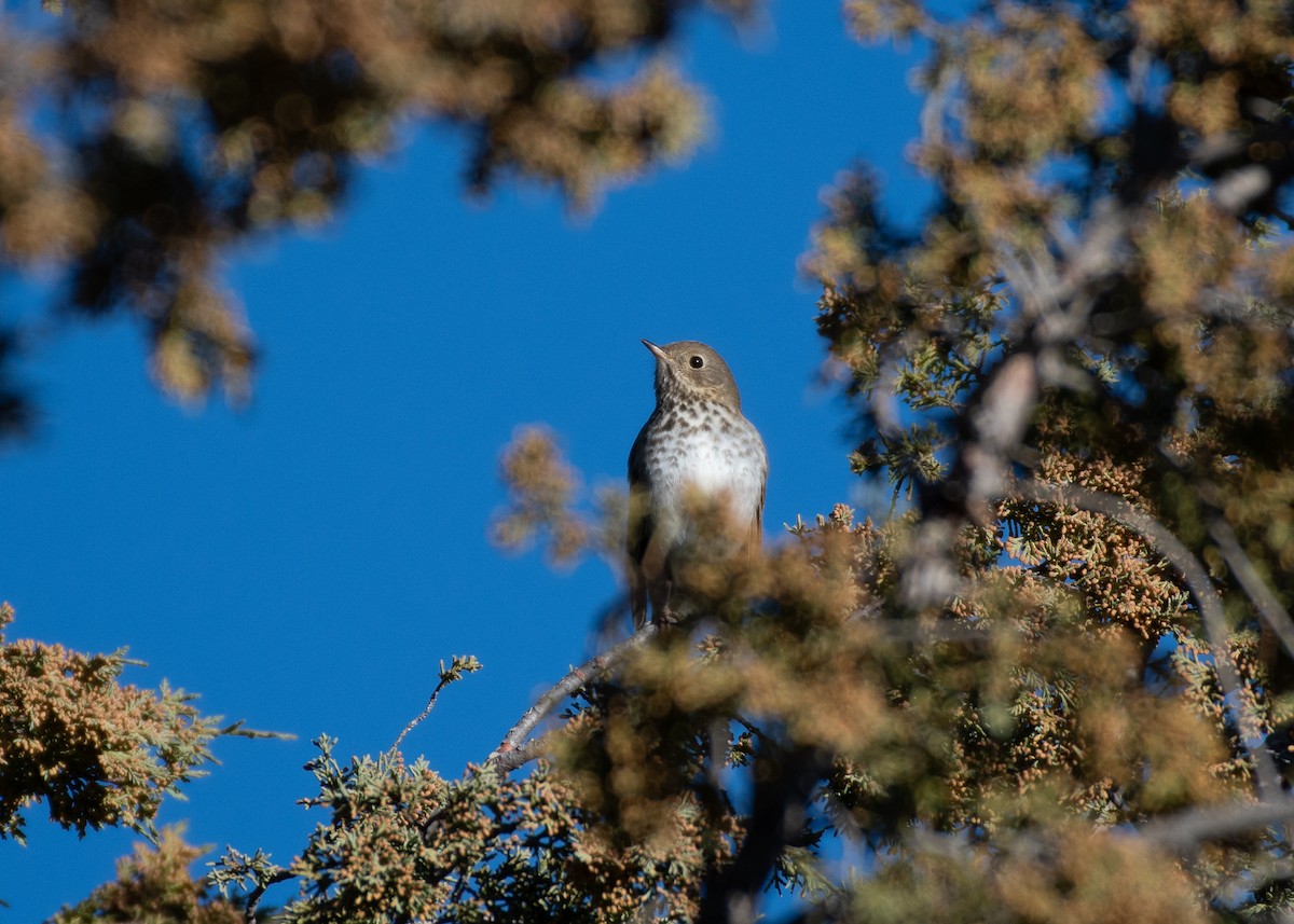 Hermit Thrush - ML645078442