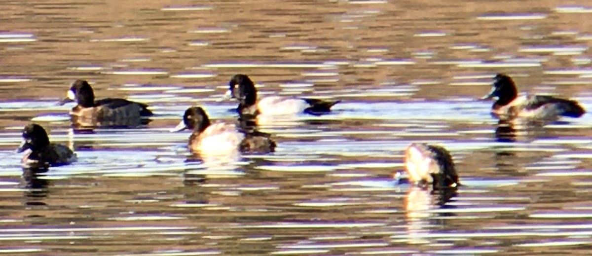 コスズガモ - ML645078463