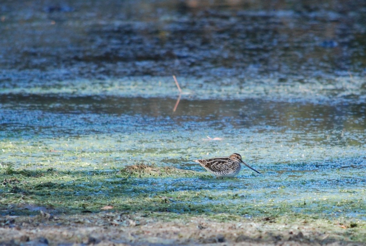 Wilson's Snipe - ML645078478