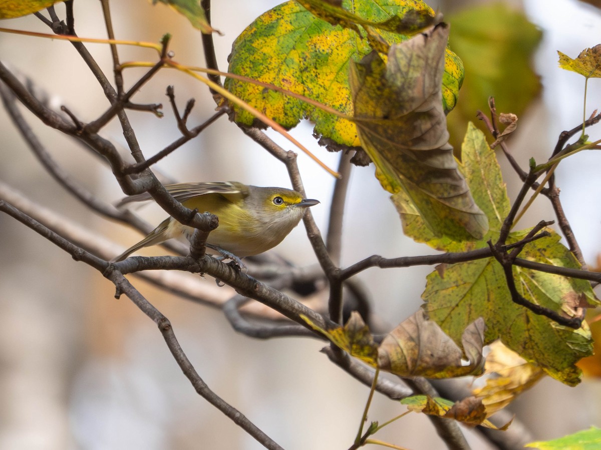 White-eyed Vireo - ML645078481