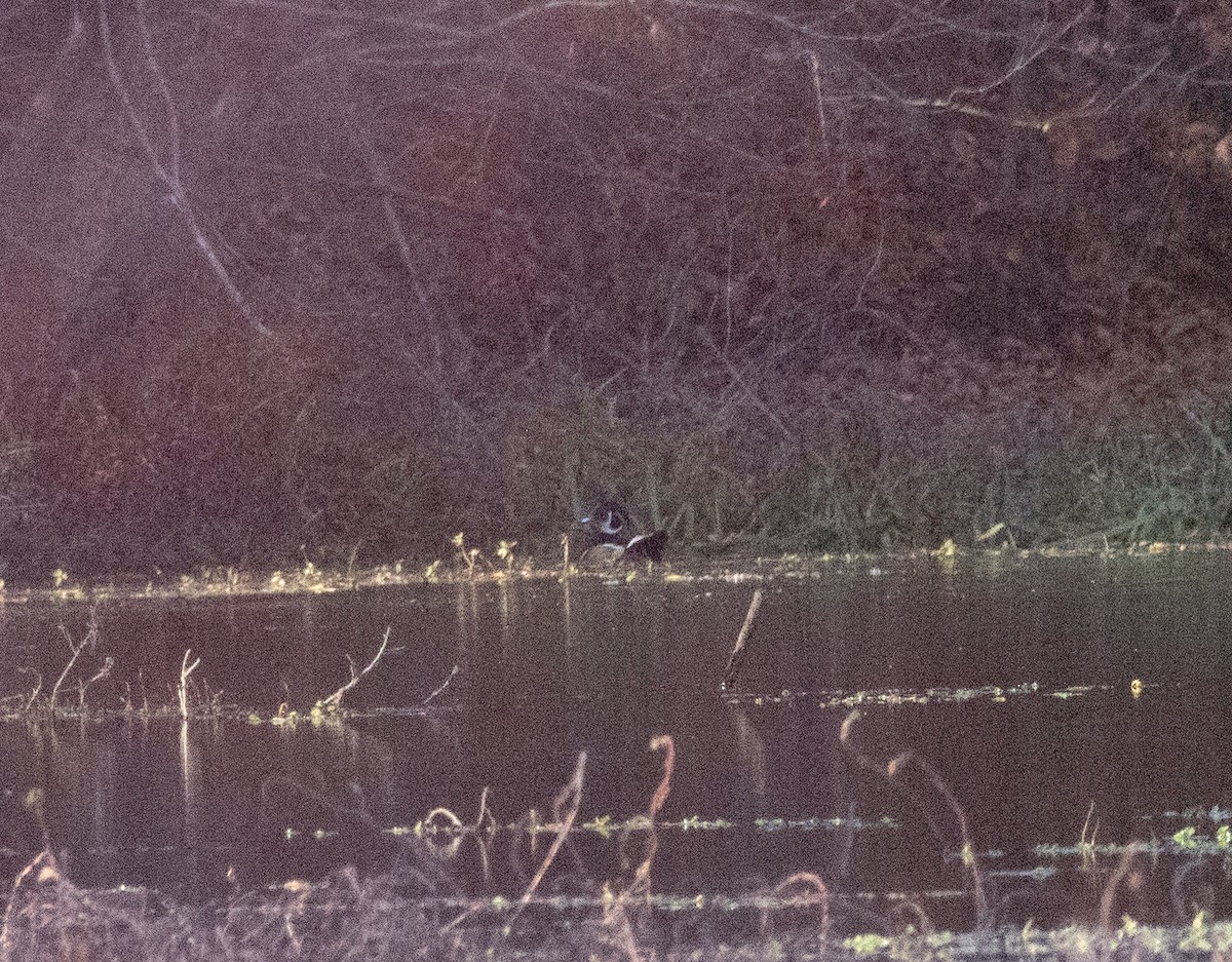 Wood Duck - ML645078485