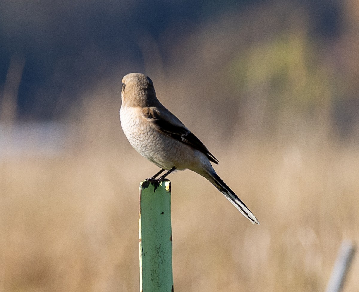 Alcaudón Boreal - ML645078512
