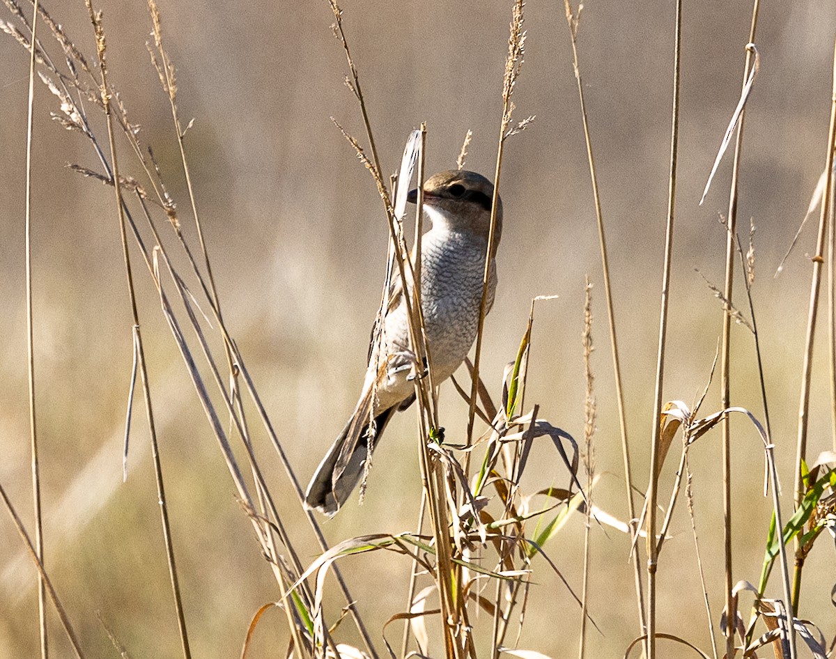 Alcaudón Boreal - ML645078513